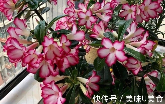 漂亮|夏季养沙漠玫瑰,不用多操心,做好这3点开花多又漂亮