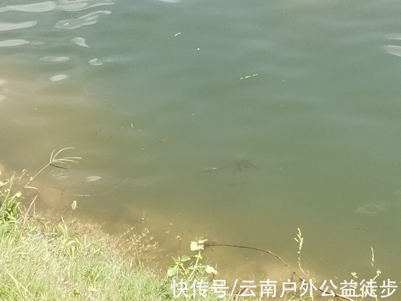 柴石滩水库体验新钓棚,三人钓一窝,钓获20斤米级草鱼,太过瘾了