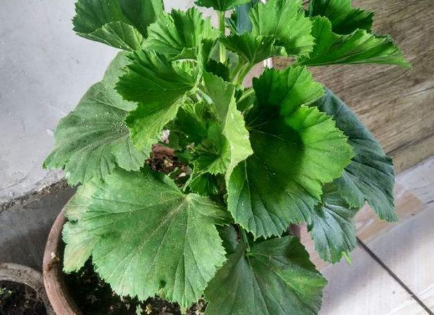 淘米水浇花甭大意、随便！学会正确用法，养花才能盆盆长得旺