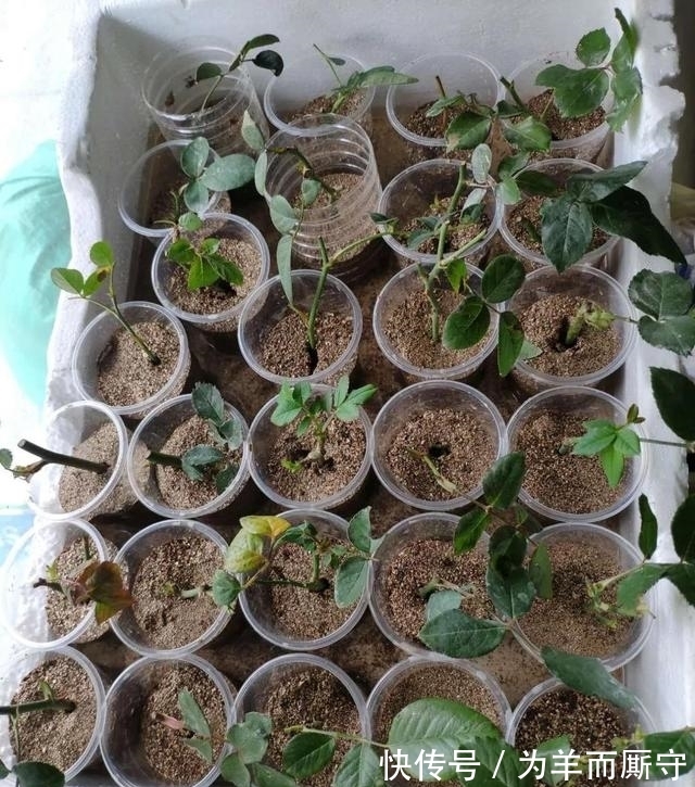 花卉扦插繁殖,用这4种生根水,7天生根,一个月长成小盆栽