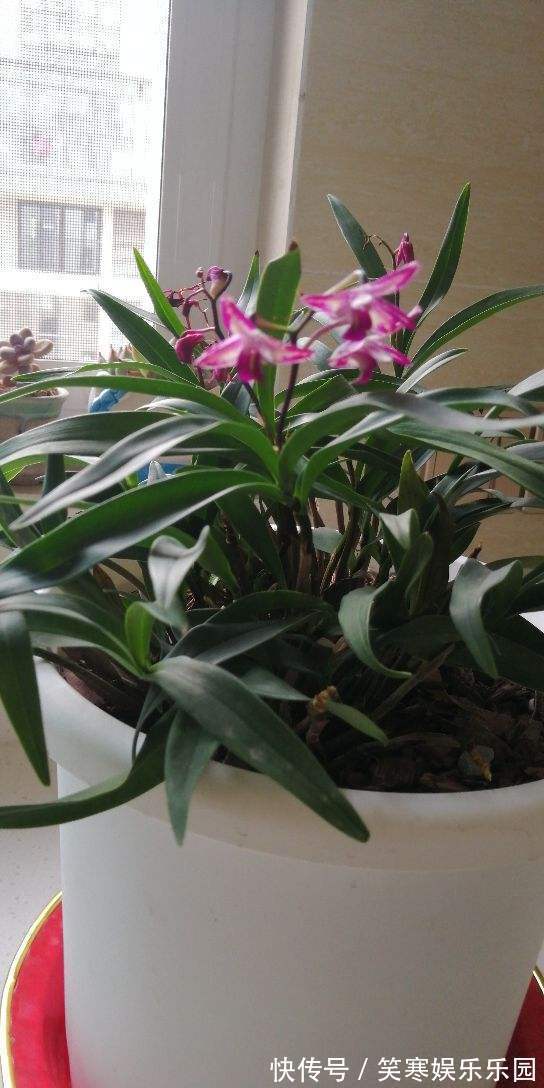 深山老林的美艳石斛,原来在家也能养,使劲洒水就猛长!