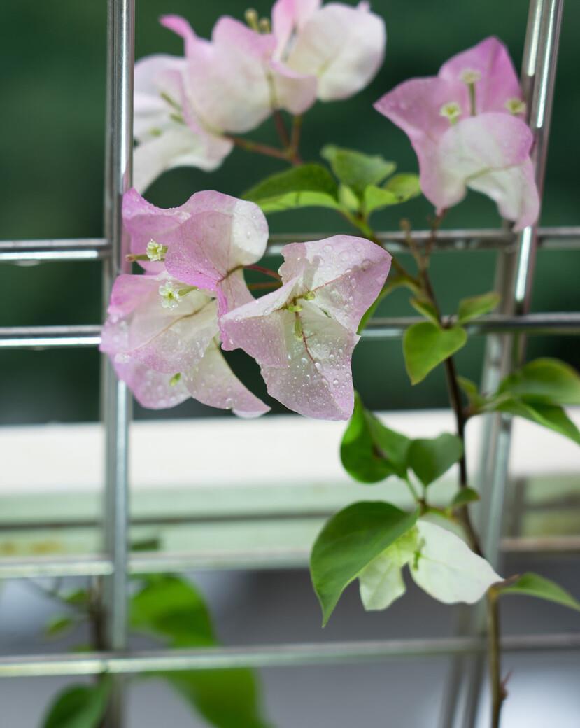 想要窗台美美哒,8种花草养起来,一晒就开花