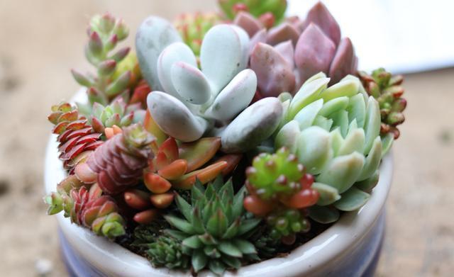 想把“多肉”养爆盆,学会4个“小技巧”,养出状态,轻松变老桩