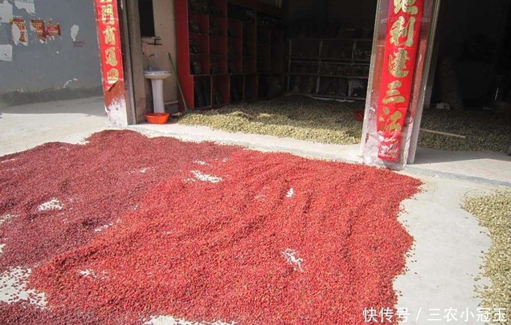 曾是古代的辣椒,如今落一地没人捡,殊不知晒干40元一斤,别浪费