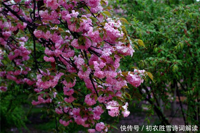 惊蛰节气之美,春雷,春雨,春虫,春草,春花,喜春回