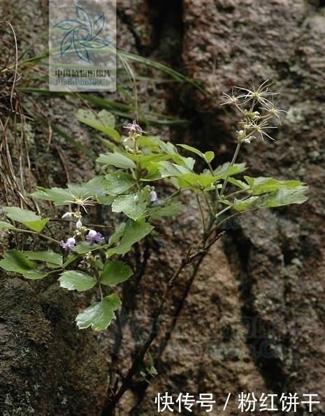 草牡丹，见过吗？祛风除湿，止泻痢。治风湿性关节痛、腹泻、痢疾