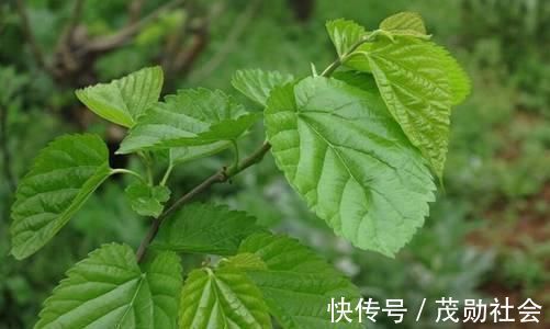 风流泪|桑叶的作用居然这么大，这五点药用价值您知道几种