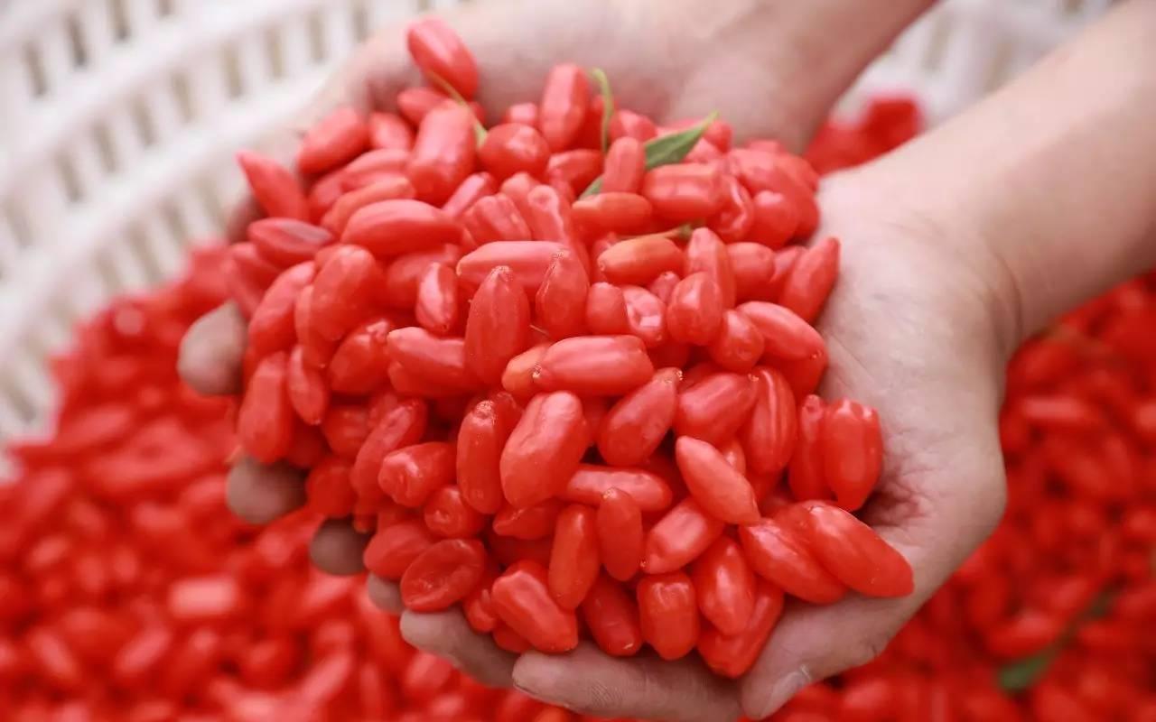 1味枸杞子,養(yǎng)生大功效!6大妙用,極少人知道!值得收藏!