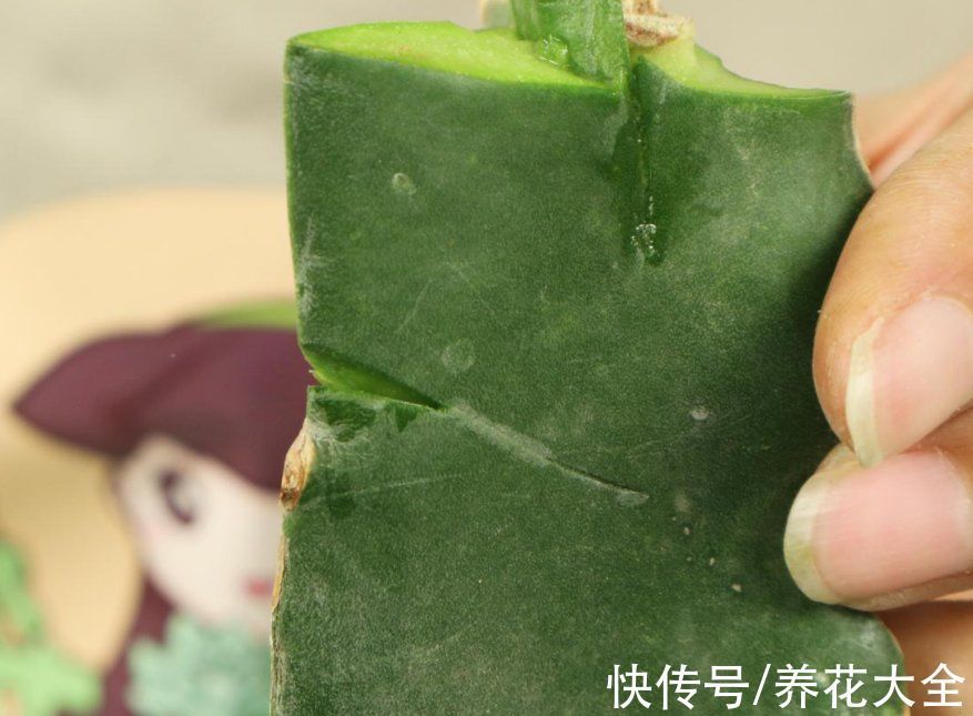 叶子|冬天扦插,最简单的方法学起来,这6种花都能生根