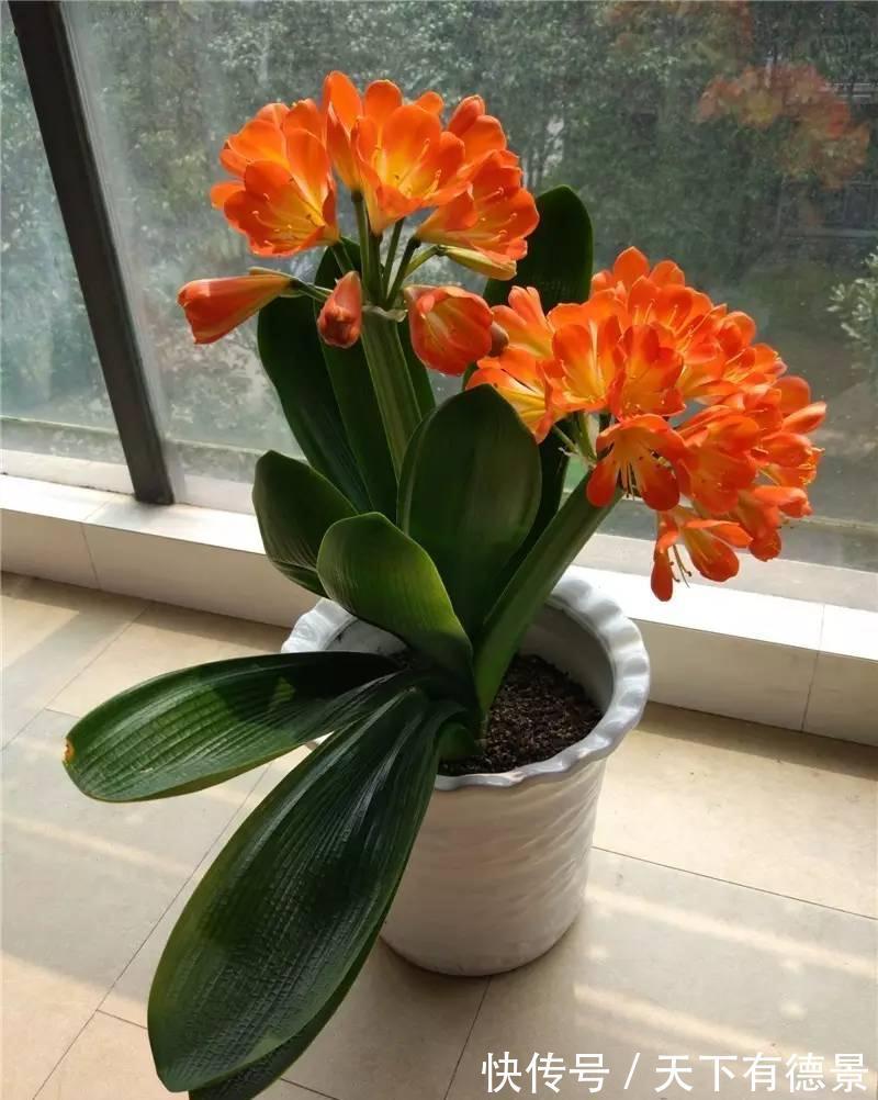 想要“养好”君子兰,建议改掉“3个坏习惯”,做对2件事