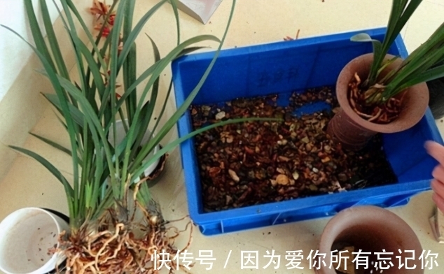 兰花凋谢后,早做3件事,新芽还比老苗多