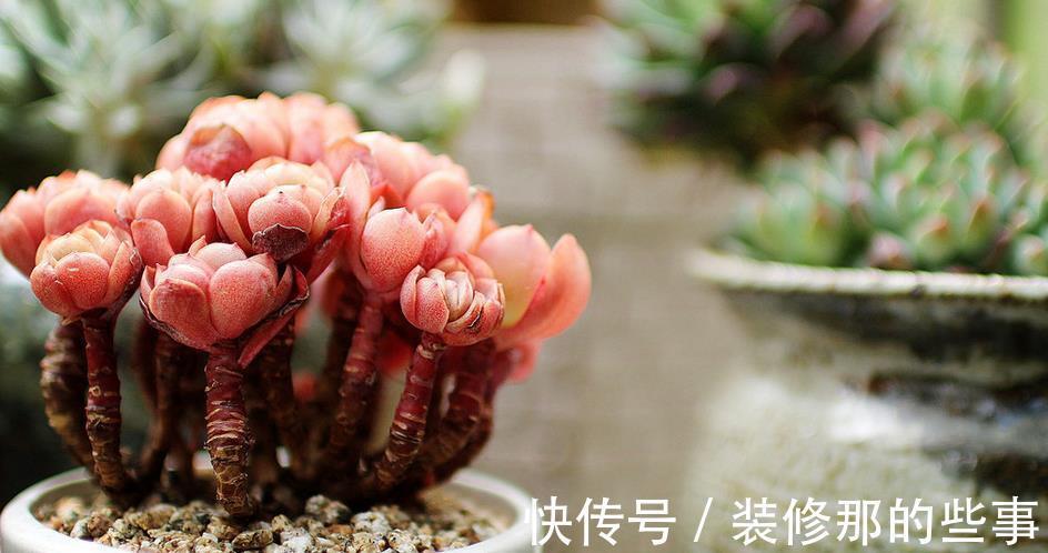 老花匠们|多肉长得好或坏，有很多原因，这3条因素占了一大半