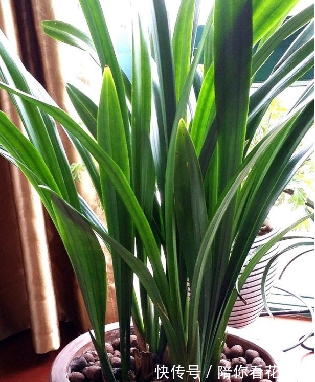 兰花叶子卷曲发黄不要怕,这样一招解决,叶片油绿,窜箭多