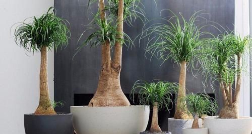 没想到|没想到酒瓶兰开花这么灿烂,养室内变观叶植物,大半年不浇水也行