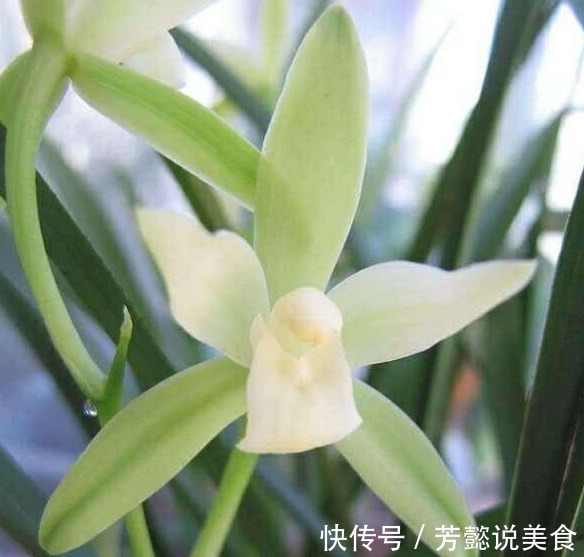 给兰花上盆,种深点好还是种浅点好选择对了养好兰花“没毛病”