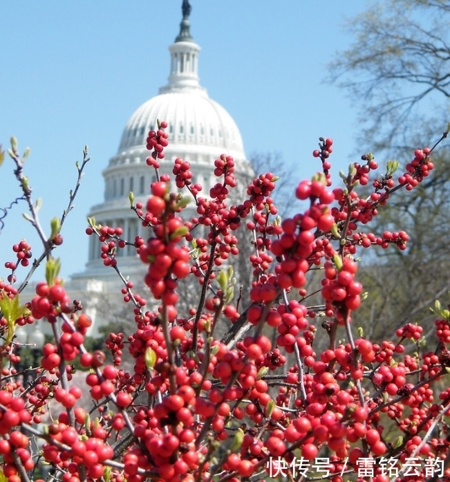 院子里种4种树，注意辨别“公母”，选错了只开花不结果