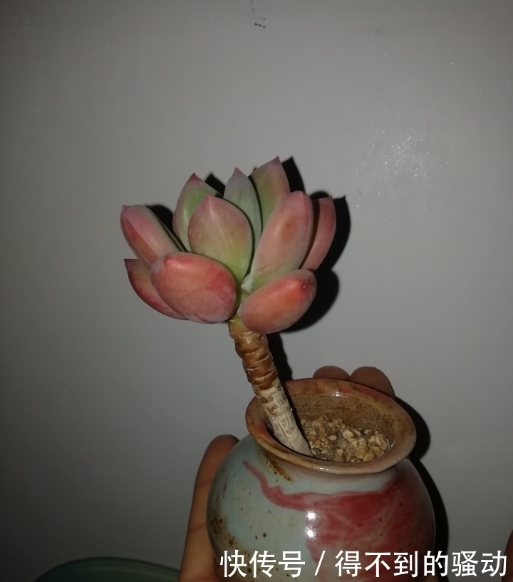 养多肉的心情说不清,都在照片里了