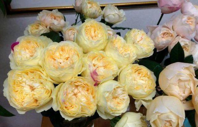 月季花是“肥篓子”,老花农教你巧用肥,新笋猛长,花苞猛开