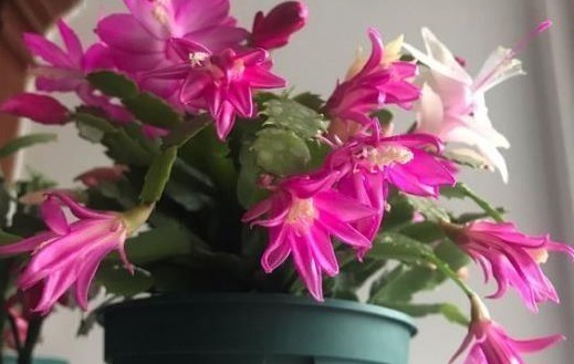 想让蟹爪兰在“春节”开花,提前“喂点它”,花芽乱窜,花朵多!