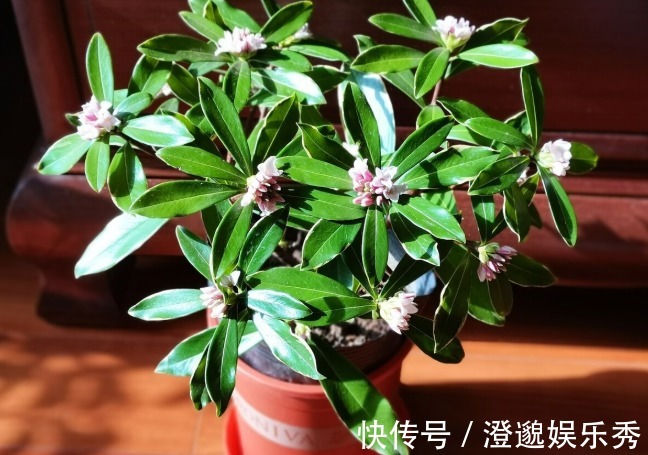 喜欢养芳香花卉的人,客厅只养一盆“夺香花”,好闻又大气