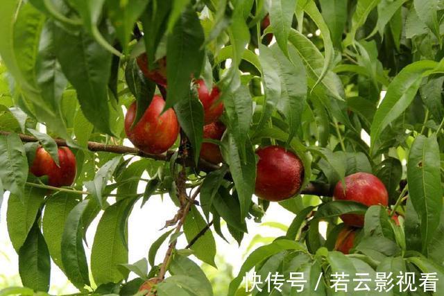 内火旺|农村水果正值旺季,古人称是“肺之果”,不吃太可惜了