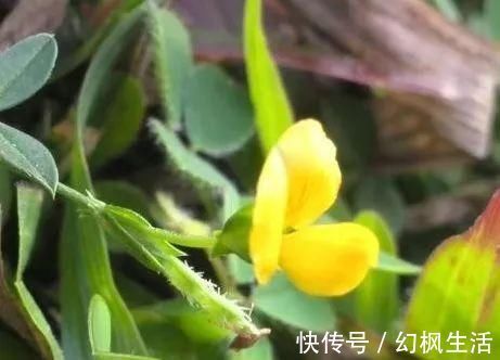 野草|荒地里一黄花草,不起眼少有人识,才知价值珍贵,对感冒有良效