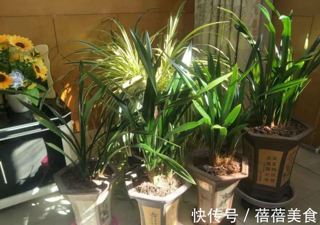 这花先别搬进屋,放外面冻20天,很快就开花