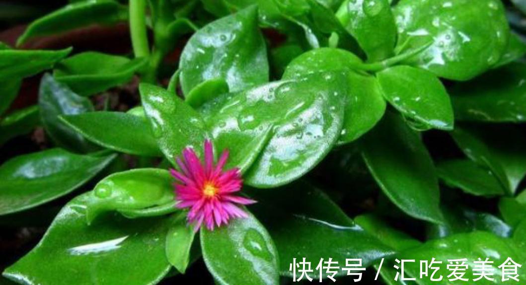 牡丹吊兰开得正艳,皮实好养,花叶俱美,还是美味菜肴