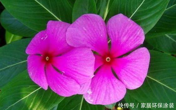 养花就养4种花,开花就爆盆,不易生病好养护