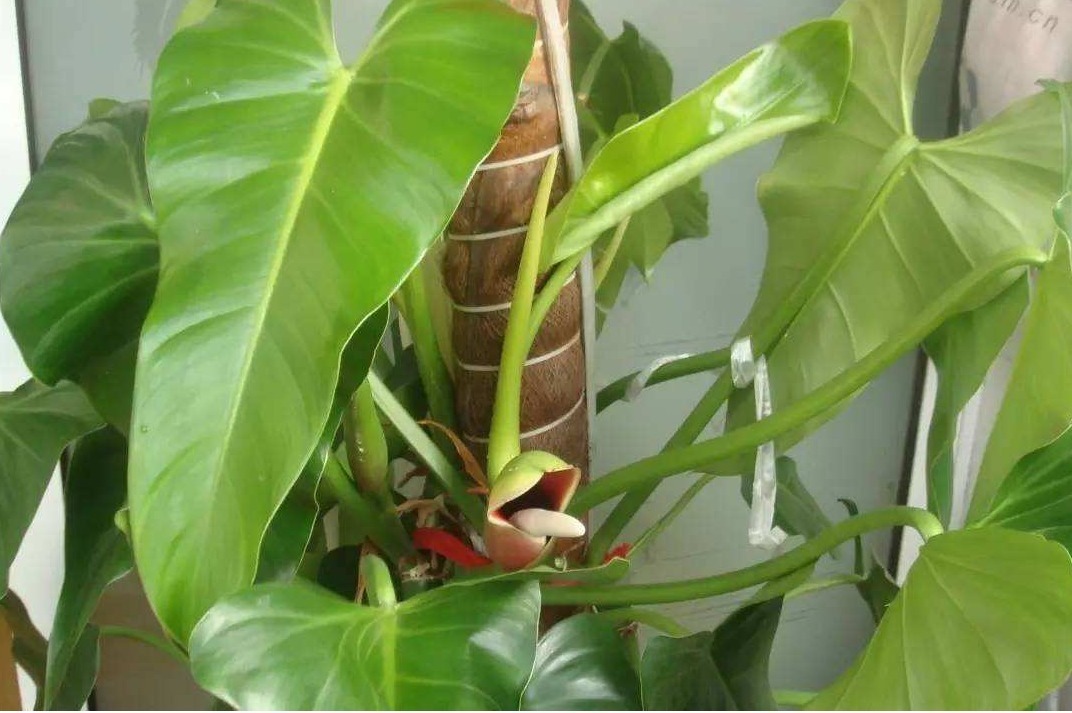 滴水观音|客厅再小也要养的“镇宅树”,随便养一株,下半年招财行大运!