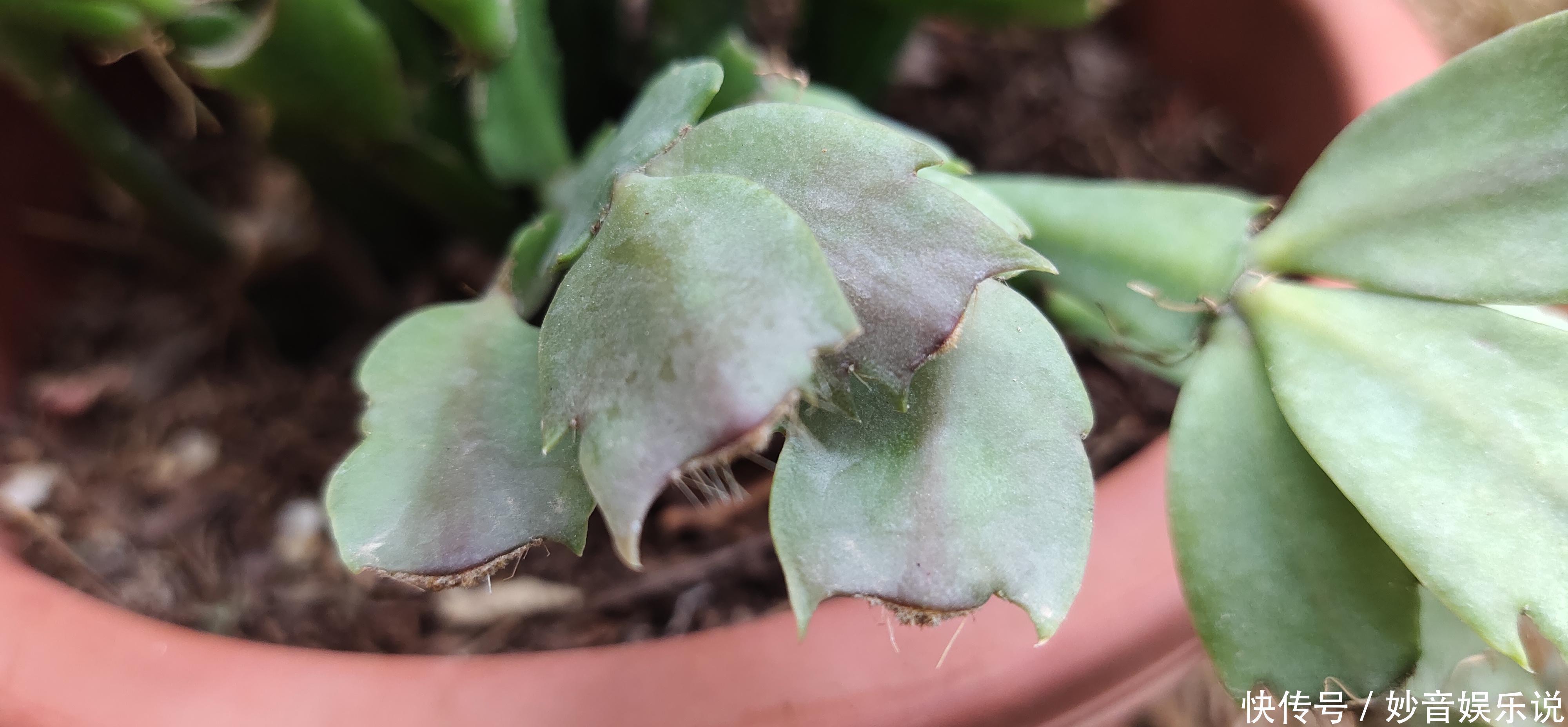 新叶|别让蟹爪兰开花了!想让叶子肥嘟嘟,长势好,现在就要这样养