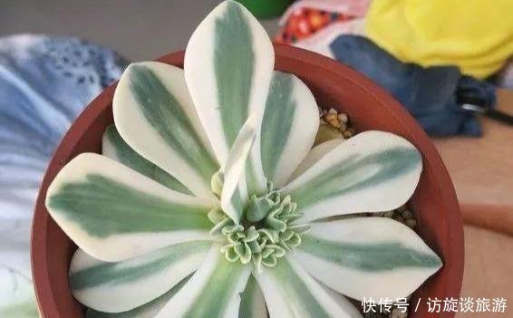 溢出|多肉快速爆盆法,3个技巧,简单有效,一年肉肉溢出盆