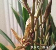 技巧|如何养护墨兰花吗快来学习一些墨兰的养护技巧吧！