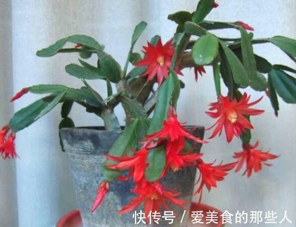 蟹爪兰开花了有5怕,避免落花落蕾做好5件事,开花旺盛花期长