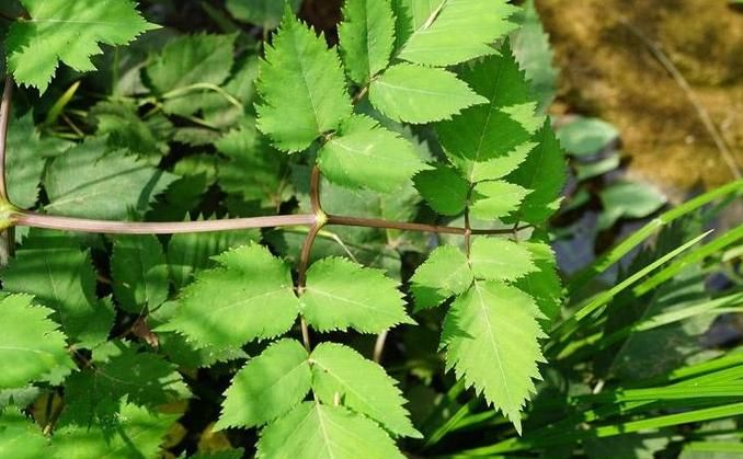 拐芹|山里此种似芹菜的野草，嫩叶是上佳野菜，根更珍贵，祛风湿有特效