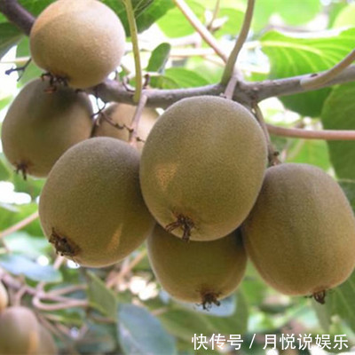 不骗你,路上碰见这种树苗,多挖几颗回家种,来年就换宝马