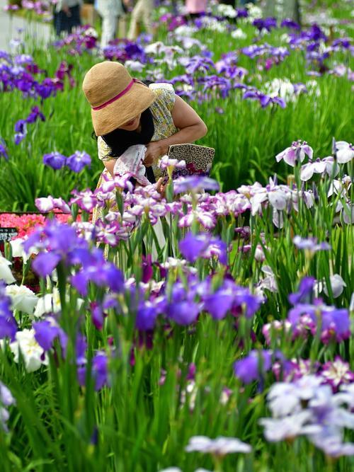 东京迎来鸢尾花盛开季节吸引大批游客观赏 快资讯