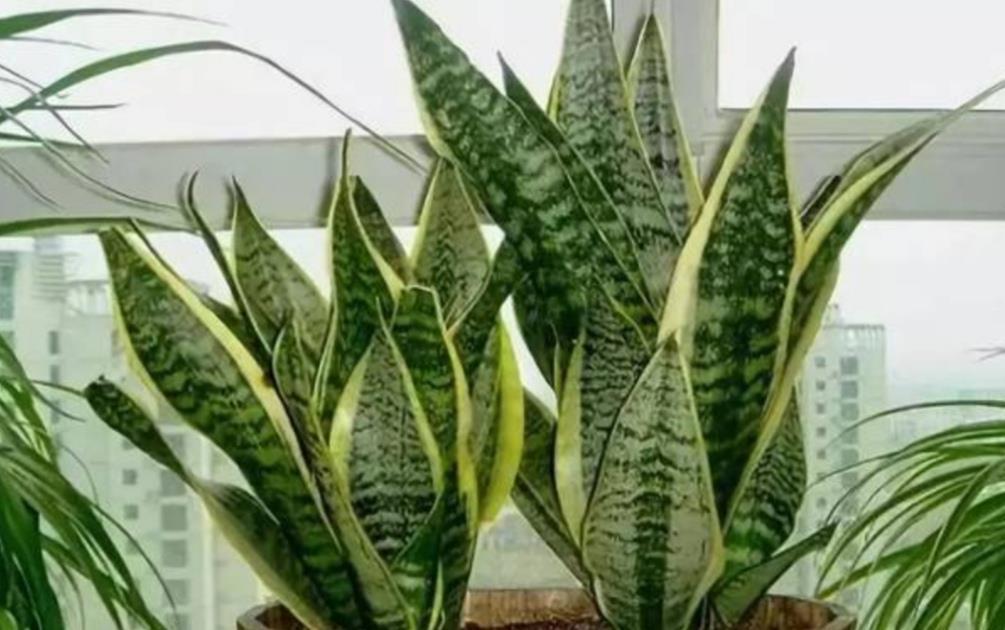 3月养虎皮兰，常用1种液肥，盆中不断冒新芽