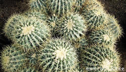 4种花,再好看也别再卧室养,虽然好看,但不合适!