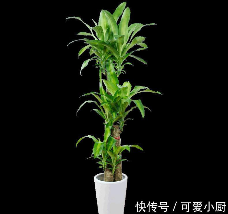 懒人养植的盆栽,一个月浇次水都没问题