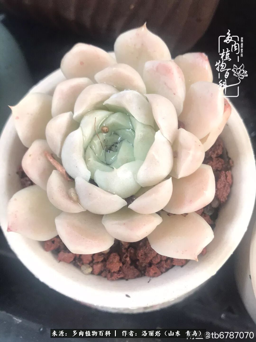 我和我的“多肉恋人”，怎么样有没有惊艳到你！