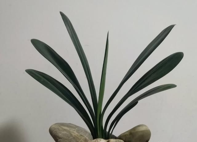 生长|立秋之后,做好4件事,君子兰9月疯长,年底爆花