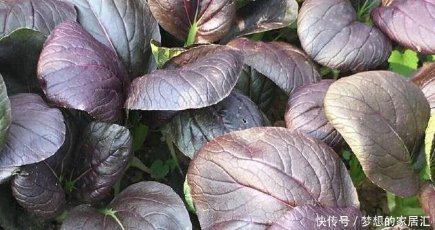 特别|阳台种菜就种它,一个月就能上桌,比小白菜更美味更美貌