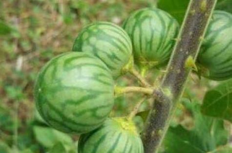 想體質好，春天吃的好食物，促進消化，活血嫩膚，身體更健康