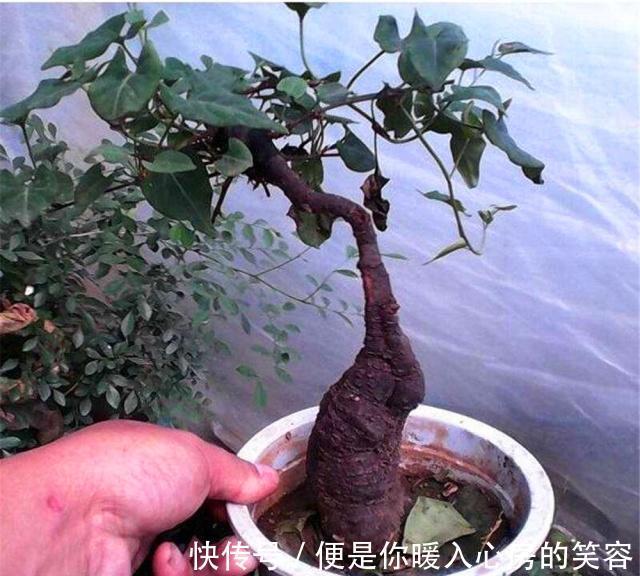 4种“名贵中药”做盆景，一养就是30年，土豪出价“5万”都不卖！