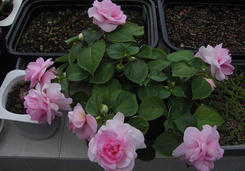 一种自带仙气的花,能扦插很好养,几点技巧让它长势好更多花