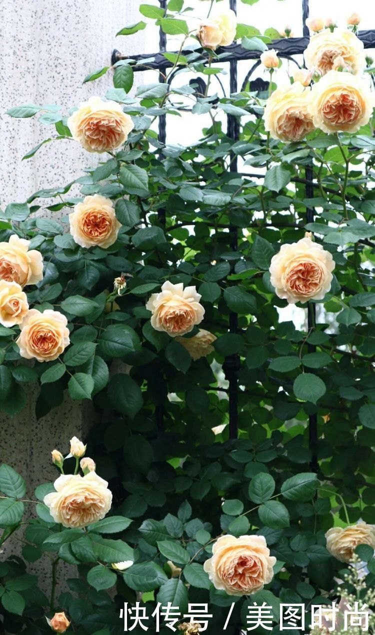 洋房|为了可以养花,我建了座小洋房,终于可以打造梦寐以求的花园了