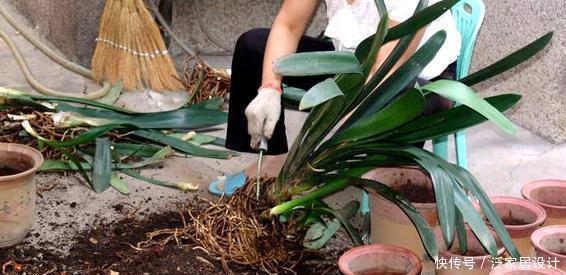 生长期|夏天养君子兰,发出“三信号”还在生长期,补充水肥绽放层叠群花