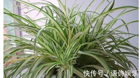 丝瓜筋|翻盆的时候放入以下东西,一年都不用施肥助你叶翠花靓!