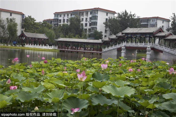 免费！北京这个“小江南”，人少景美！现在去刚好！